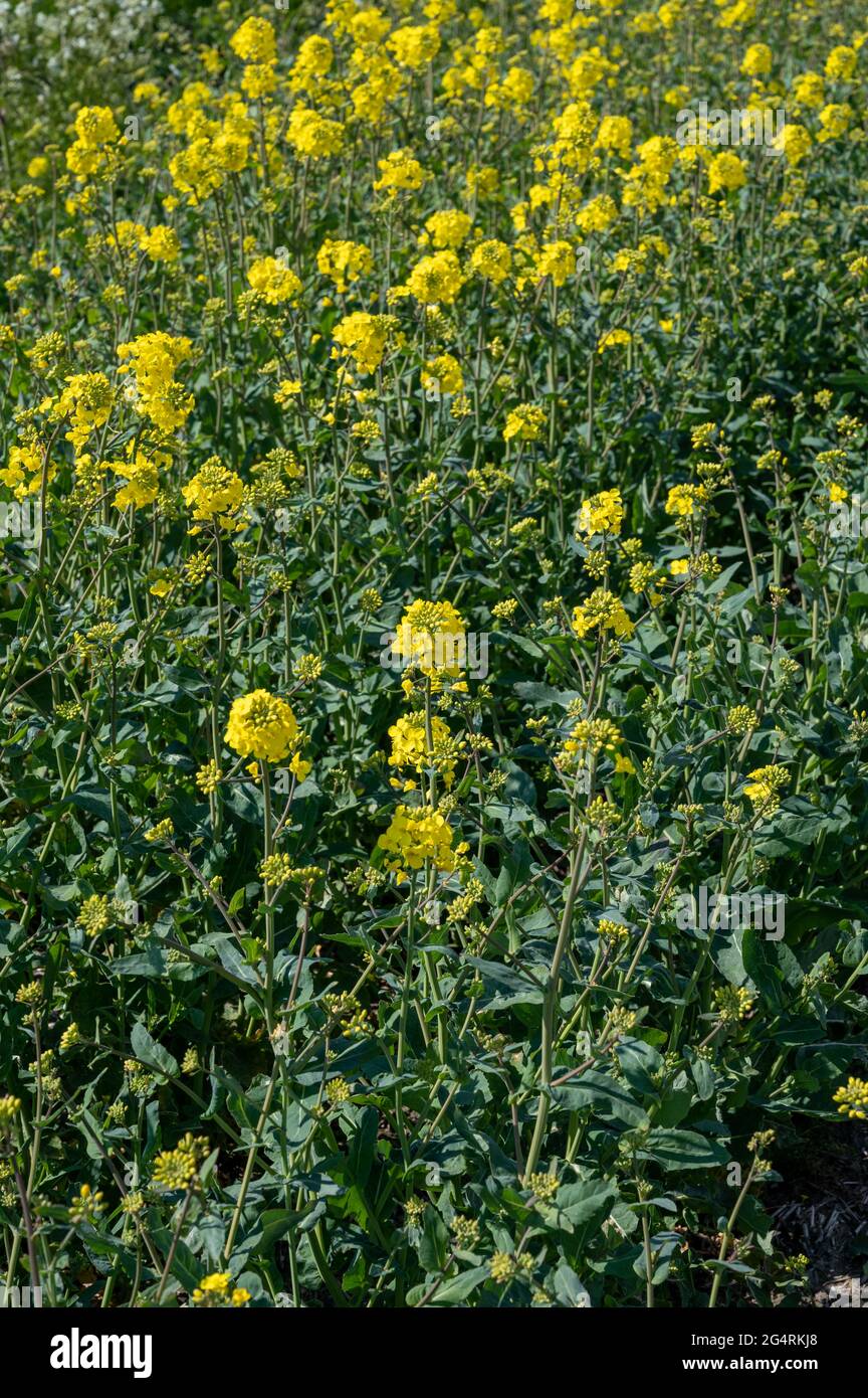 Botanical collection, Rapeseed Brassica napus bright-yellow flowering ...