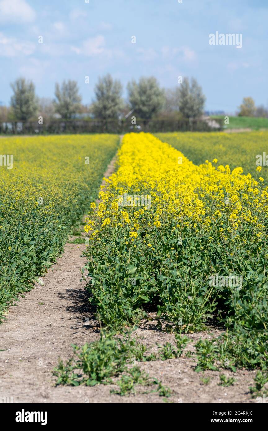 Botanical collection, Rapeseed Brassica napus bright-yellow flowering ...