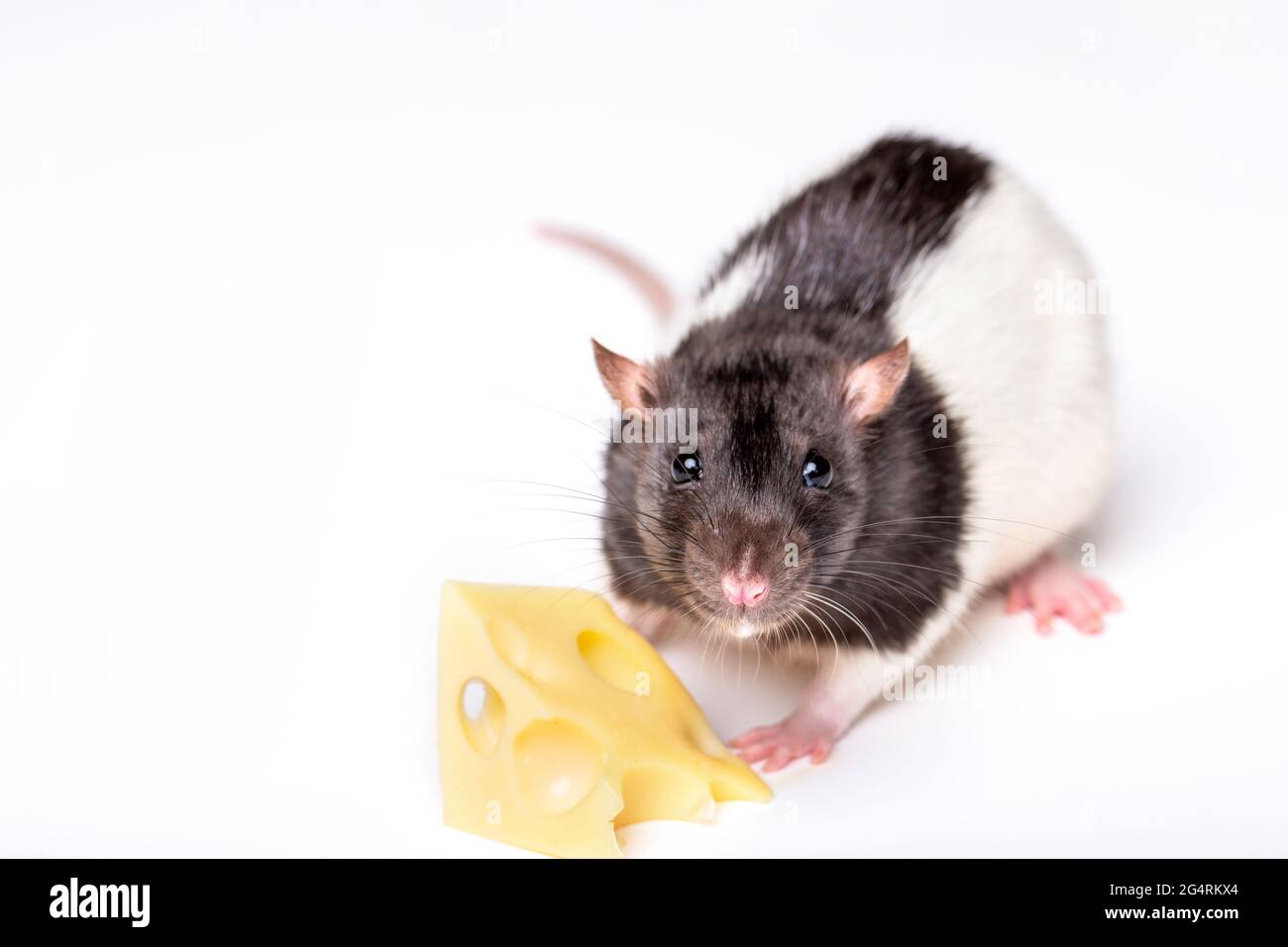 Cat feeds rat king with cheese Stock Photo by ©Iridi 311613576