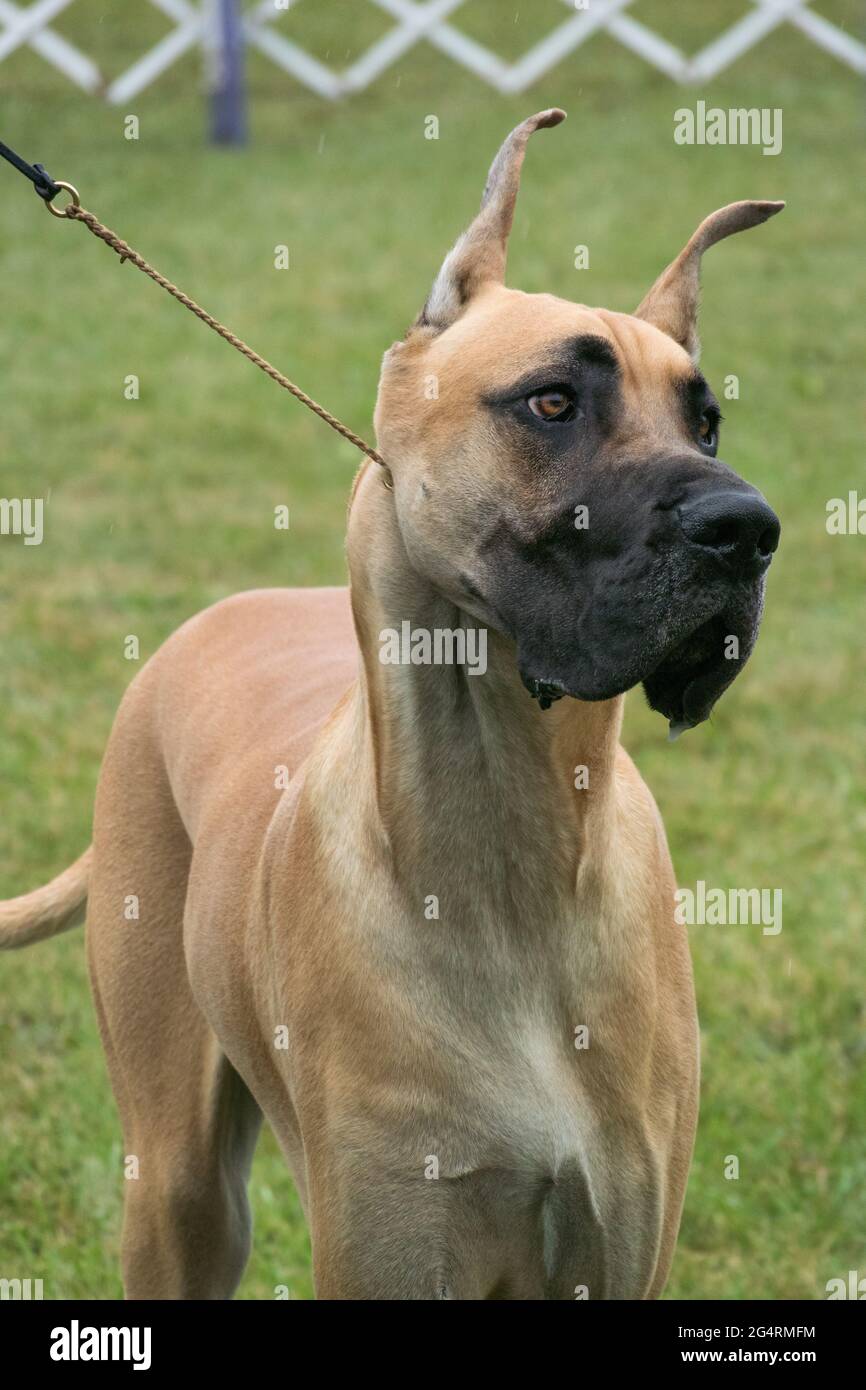 Great Dane in dog show ring Stock Photo Alamy