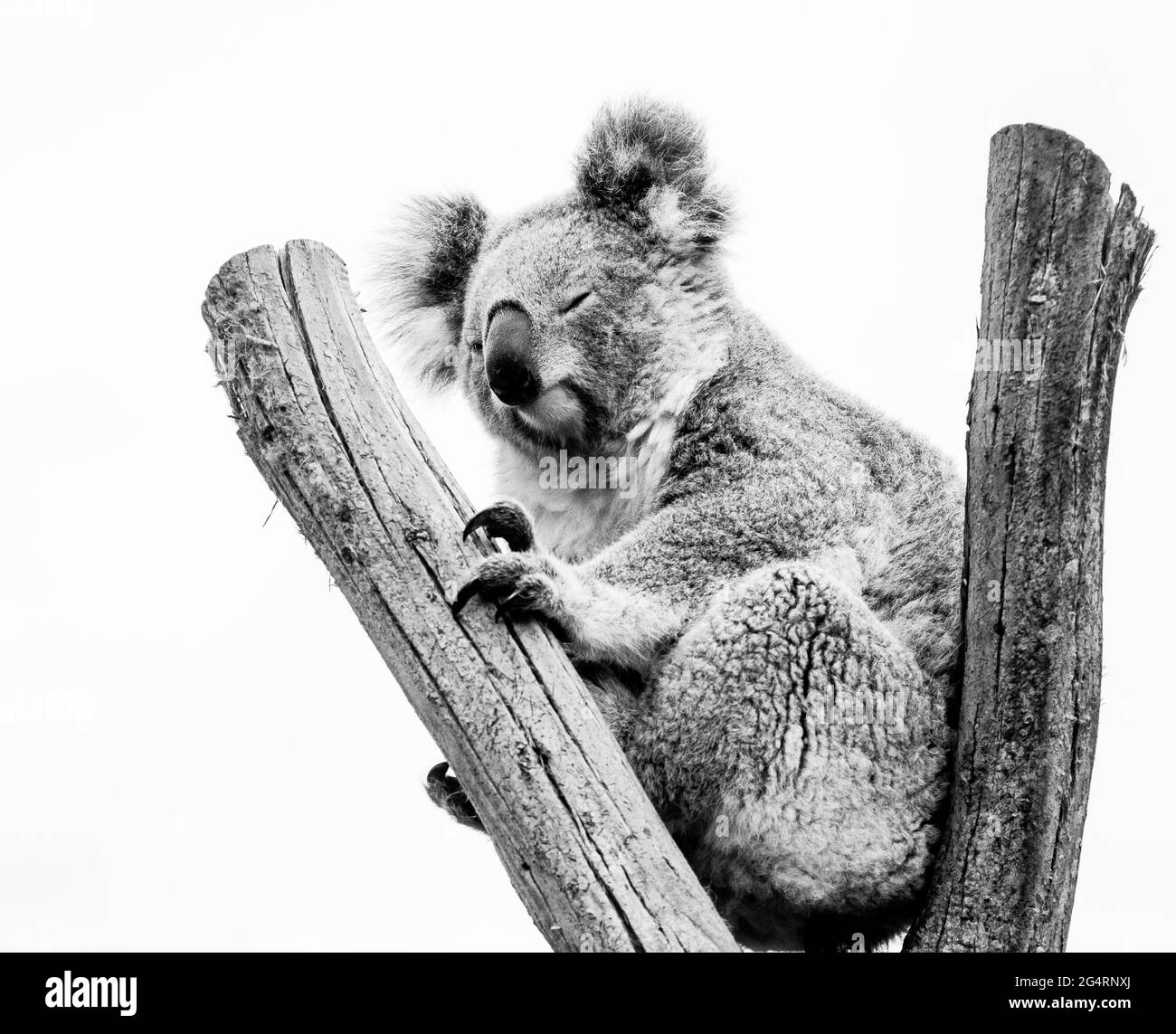 Koala Black And White