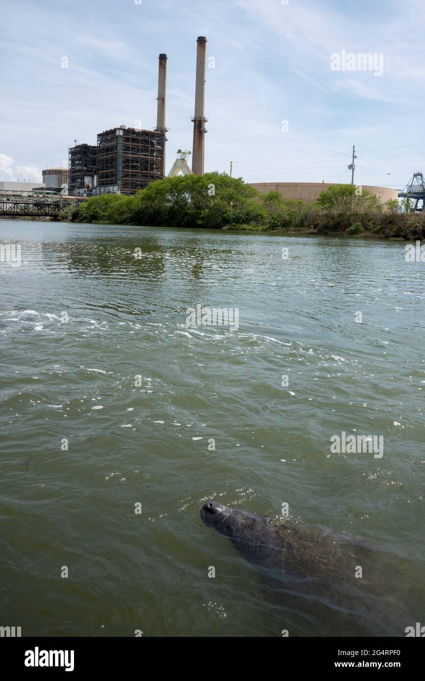A manatee swims in the warm water outlets from the power plant at Duke