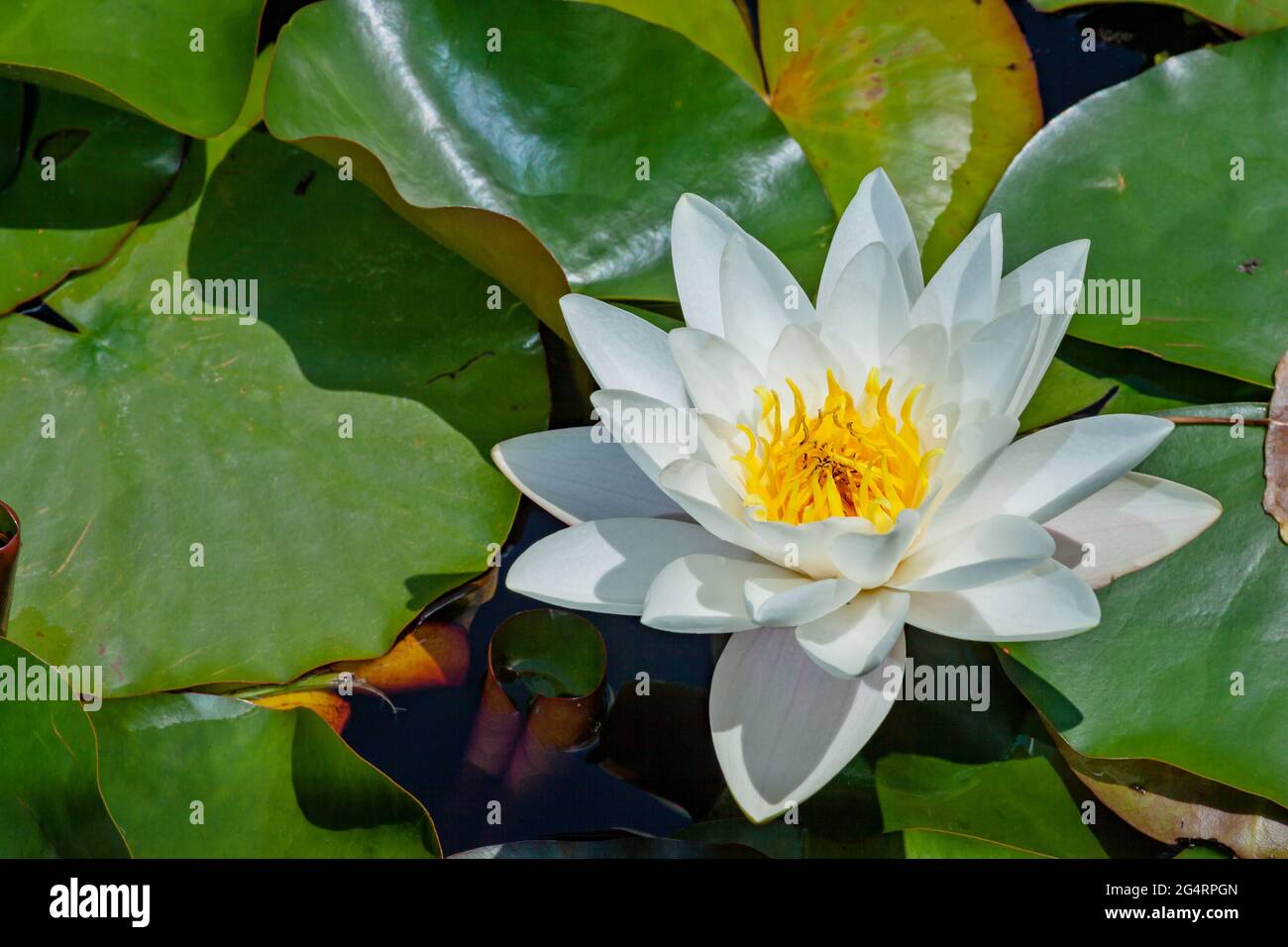 White water lily with yellow petals over green leaves in pond during spring or summer time. Stock Photo