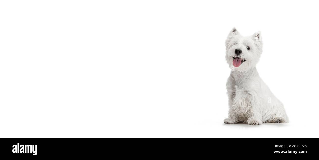 West Highland Terrier Puppy Running High Resolution Stock Photography And Images Alamy