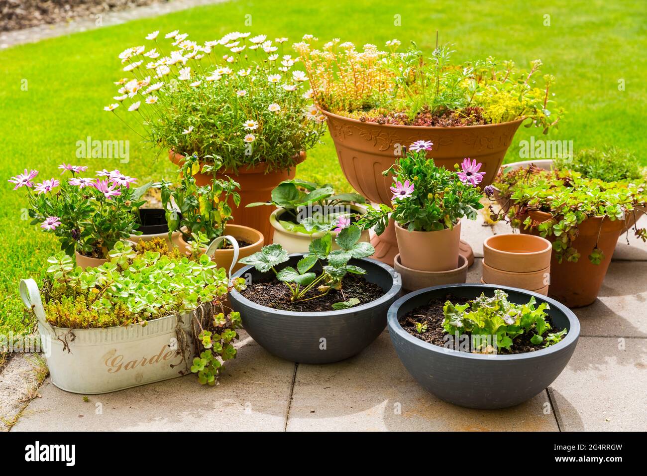Potted flowers, plants, vegetable and herbs on terrace or patio with green lawn Stock Photo