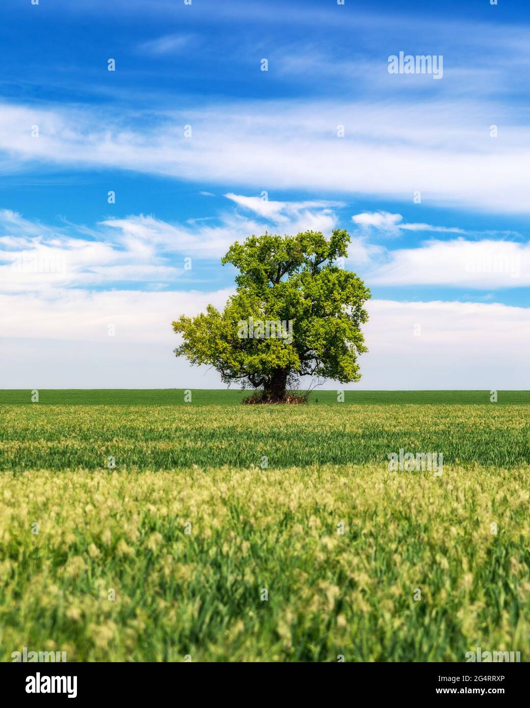 Green field with solitary tree under blue sky in spring. Lone tree in a ...
