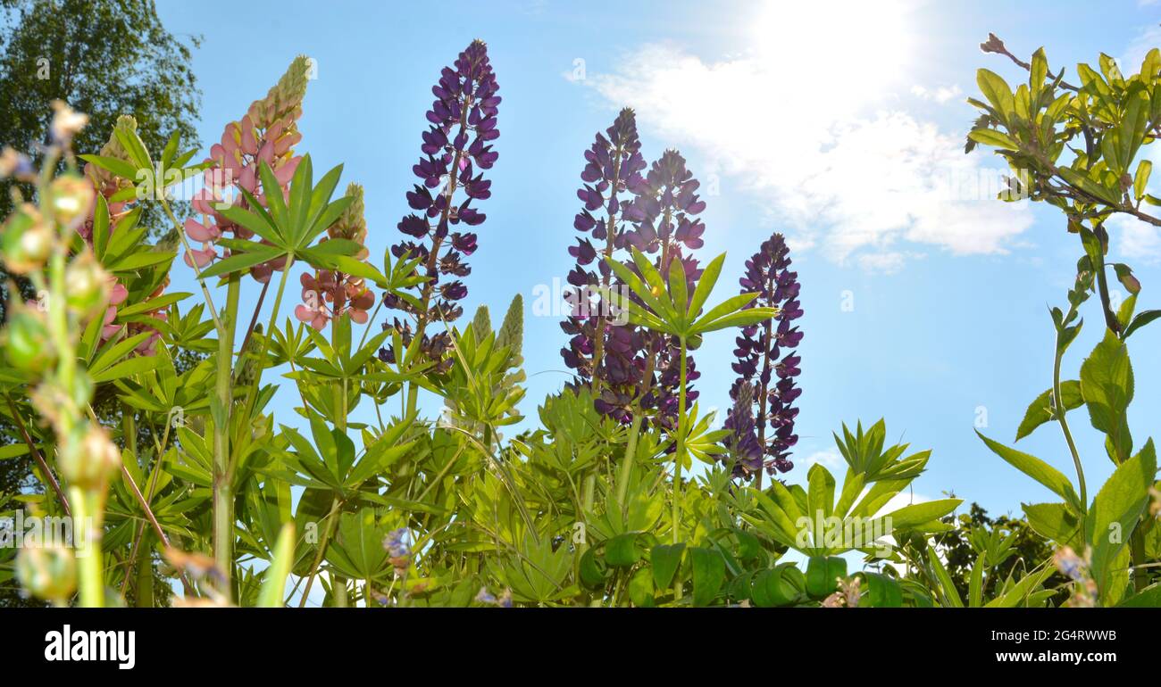 british garden flowers Stock Photo Alamy