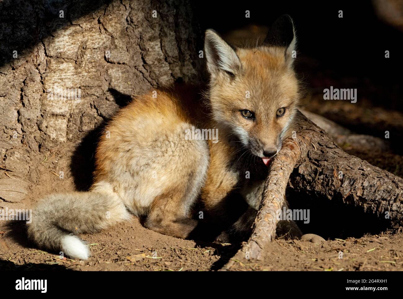 Red Fox (Vulpes vulpes) kit. Shoshone National Forest, Wyoming, USA. Stock Photo