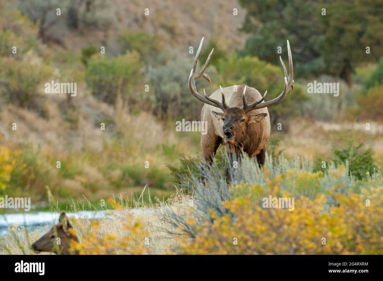 Bull Elk (Cervus canadensis) bugling during the rut. Yellowstone National Park, Wyoming, USA. Stock Photo