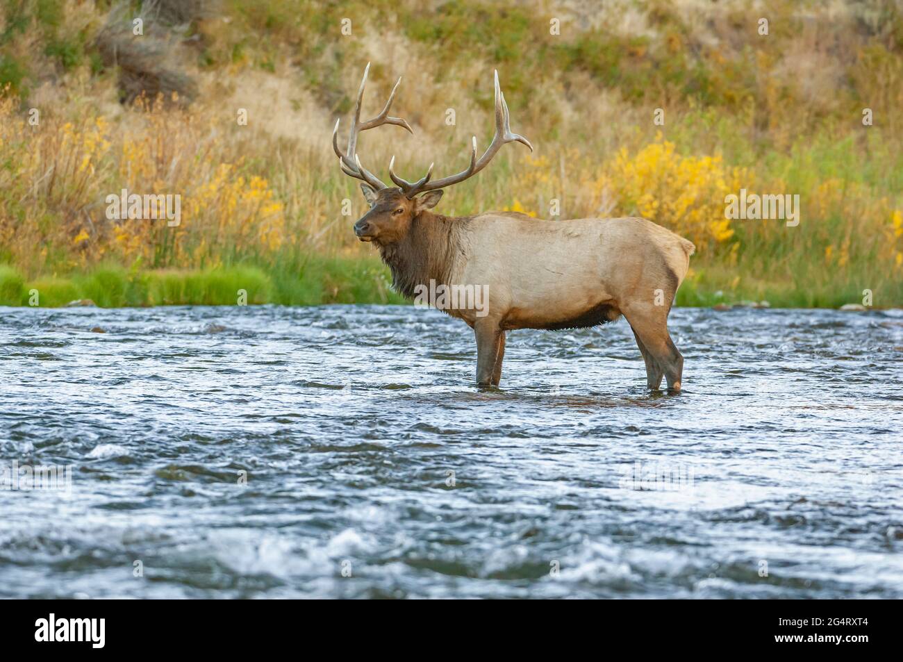 Bull Elk (Cervus canadensis) crossing the Gardner River. Yellowstone National Park, Wyoming, USA. Stock Photo