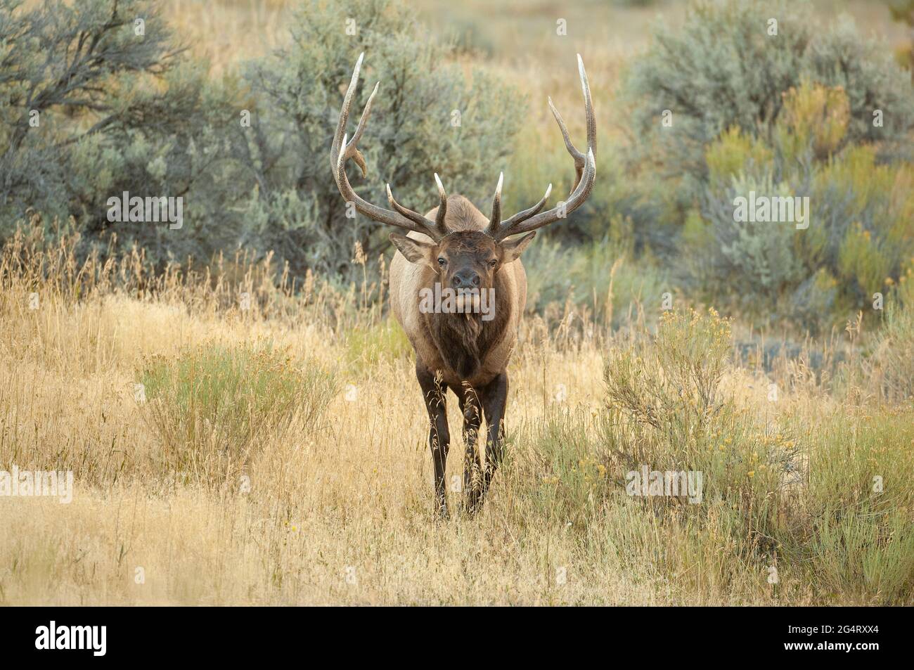 Bull Elk (Cervus canadensis). Yellowstone National Park, Wyoming, USA. Stock Photo