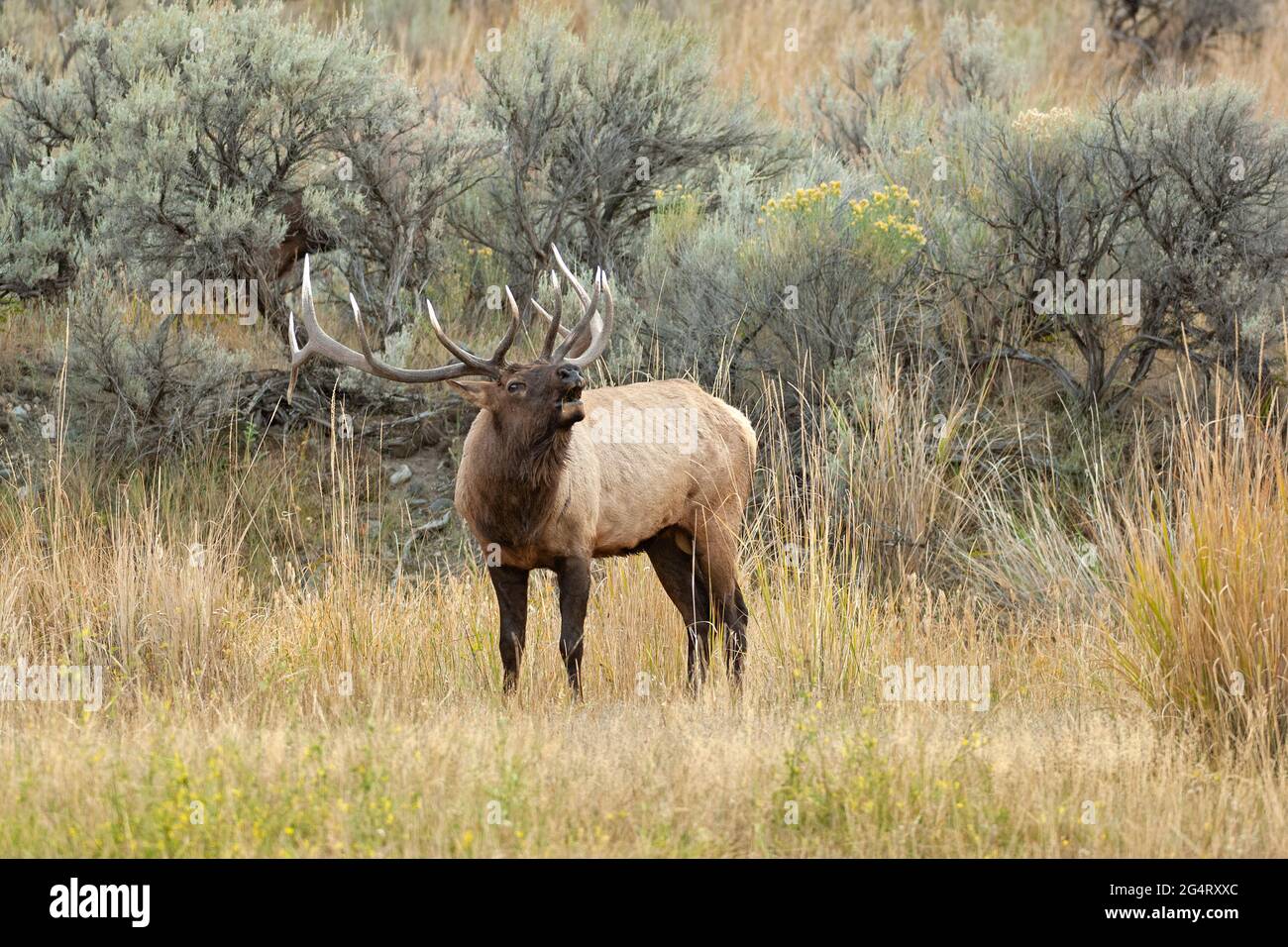 Bull Elk (Cervus canadensis) bugling during the rut. Yellowstone National Park, Wyoming, USA. Stock Photo