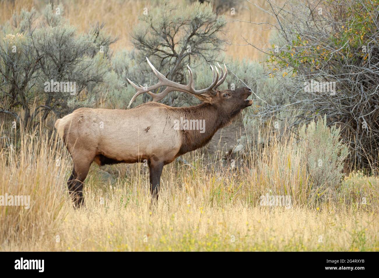 Bull Elk (Cervus canadensis) bugling during the rut. Yellowstone National Park, Wyoming, USA. Stock Photo