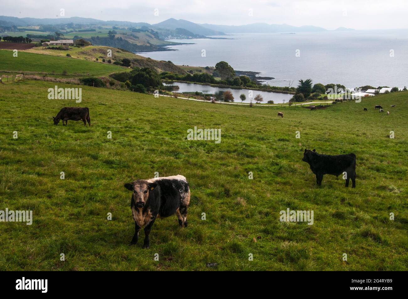 Dairy cattle grazing in Table Cape farm country, NW Tasmania, Australia Stock Photo