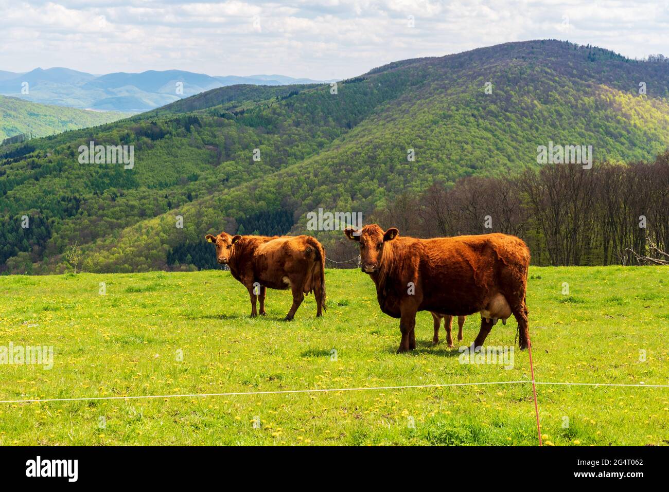 Cattle feeding on fresh springtime mountain meadow with hills on the background in Bile Karpaty mountains in Czech republic Stock Photo