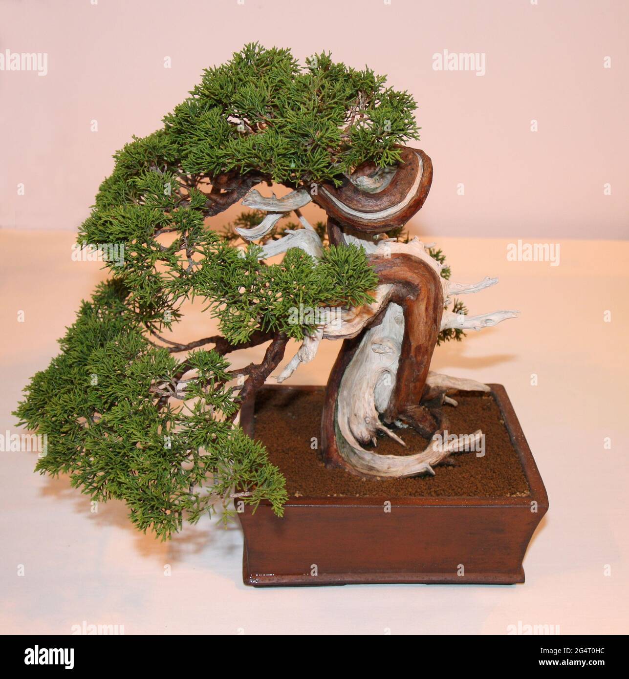 A Twisted Craft Design of a Bonsai Tree Stock Photo Alamy