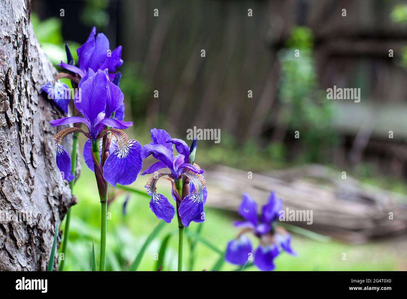 Blue Siberian iris flower closeup on green garden background. Stock Photo