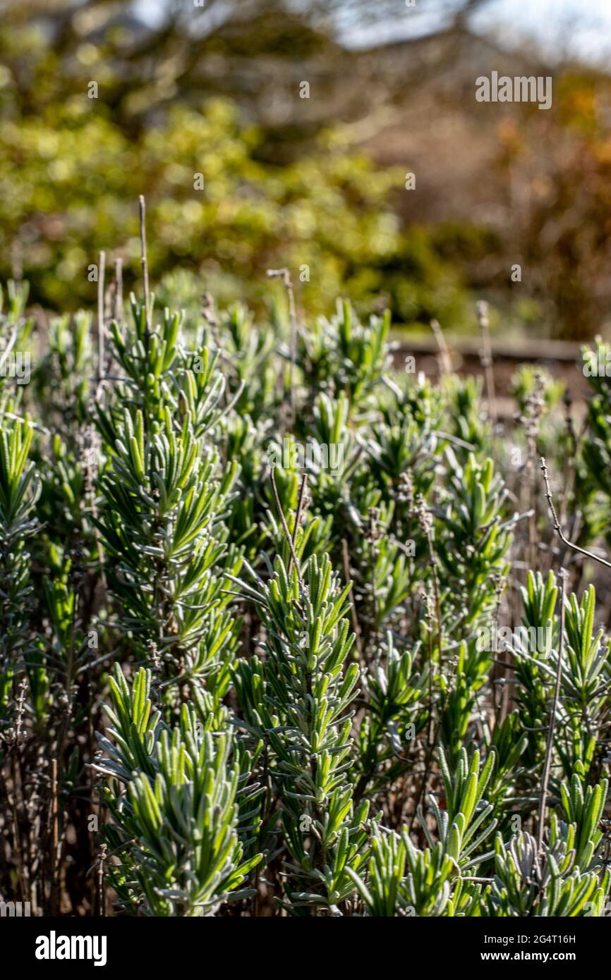 Vertical shot of green rosemary plants in a field Stock Photo Alamy