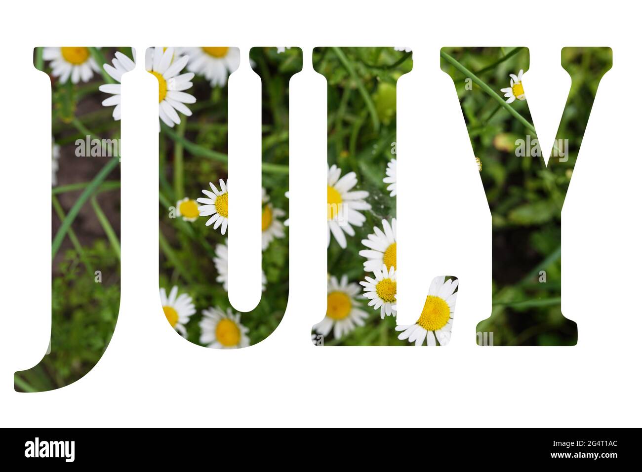 Word July made of flowers nature background. summer months Stock Photo