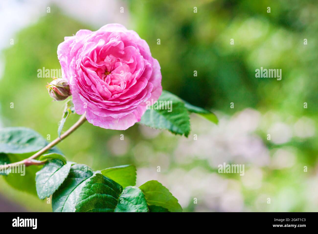 Rosa Centifolia (Rose des Peintres) flower closeup Stock Photo