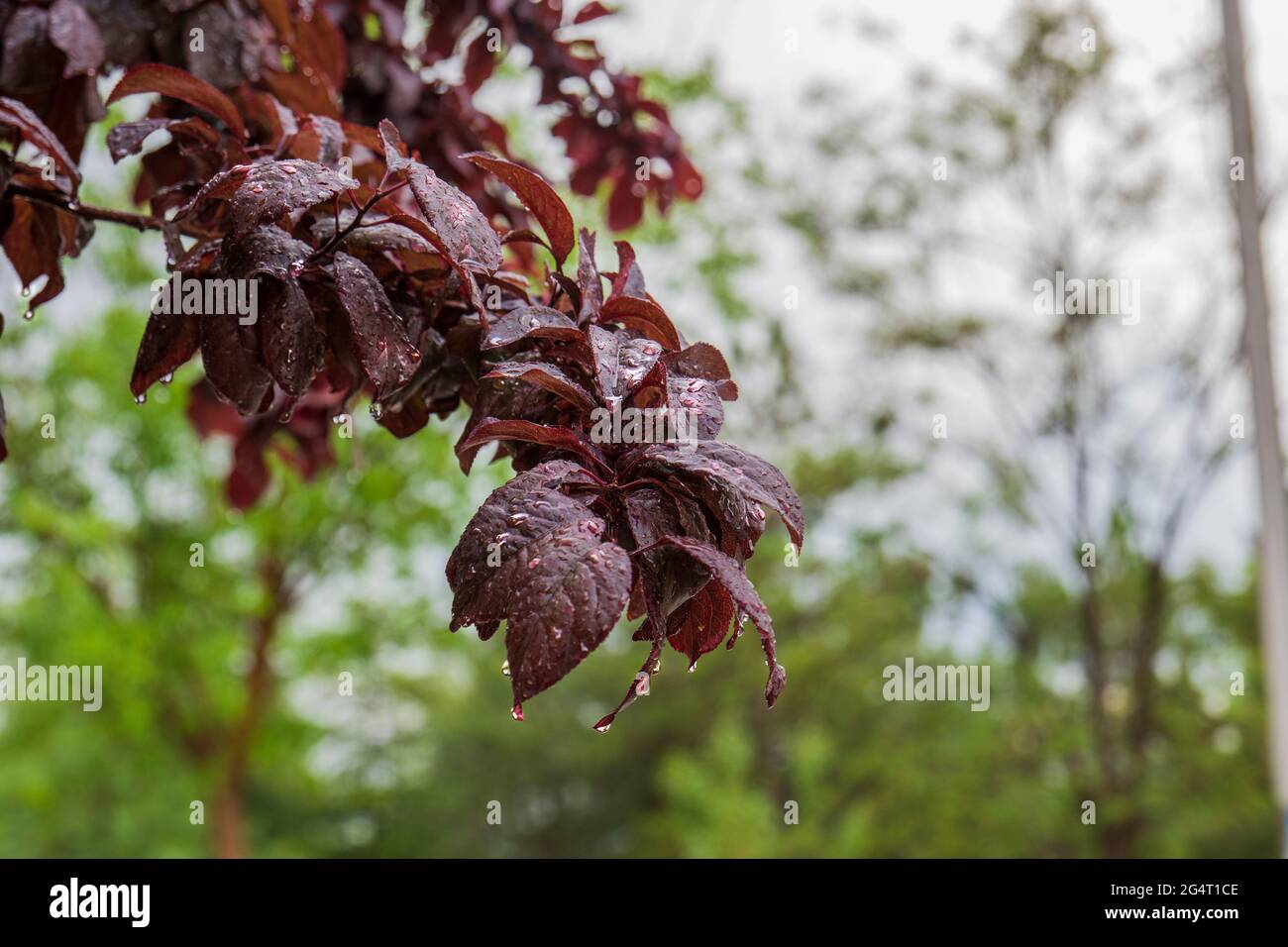 red leaf plum tree and its fruit on the branch. prunus cerasifera.  Selective Focus Fruits. Stock Photo