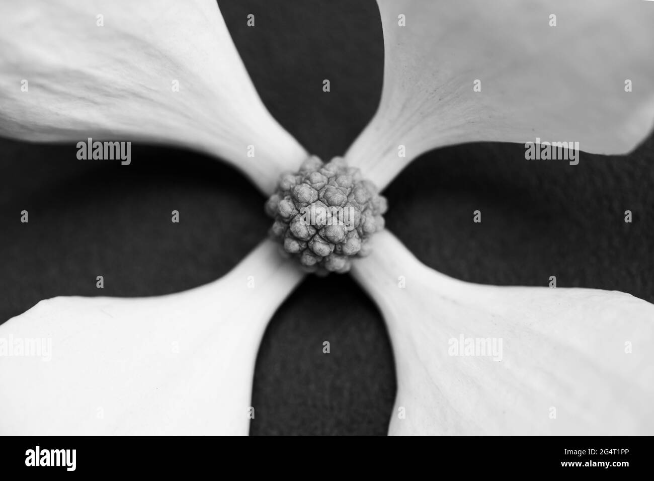 Dogwood tree blossom in summer (cornus hongkongsensis).Black and white flower close up Stock Photo