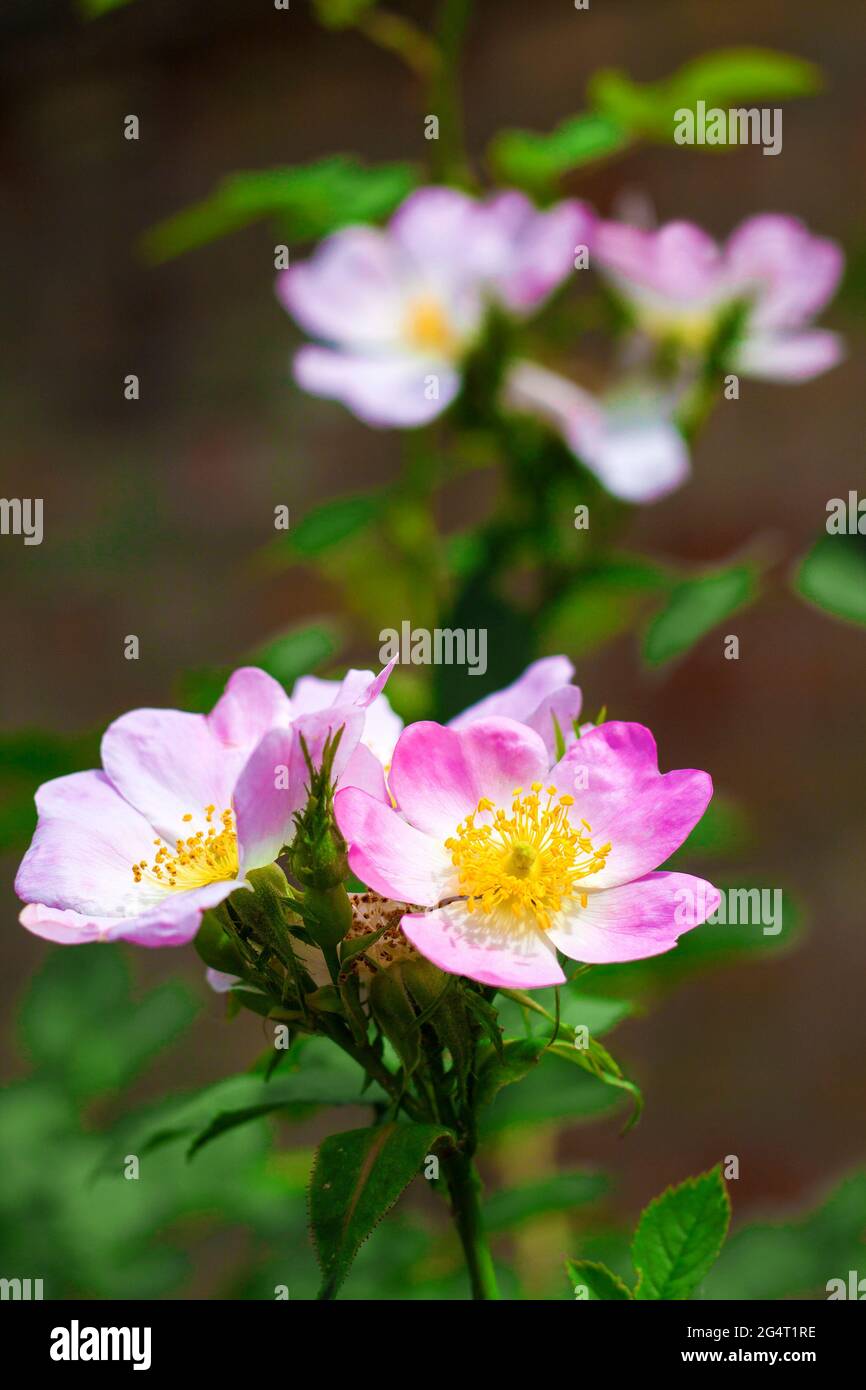 Closeup flower dog rose hi-res stock photography and images - Alamy