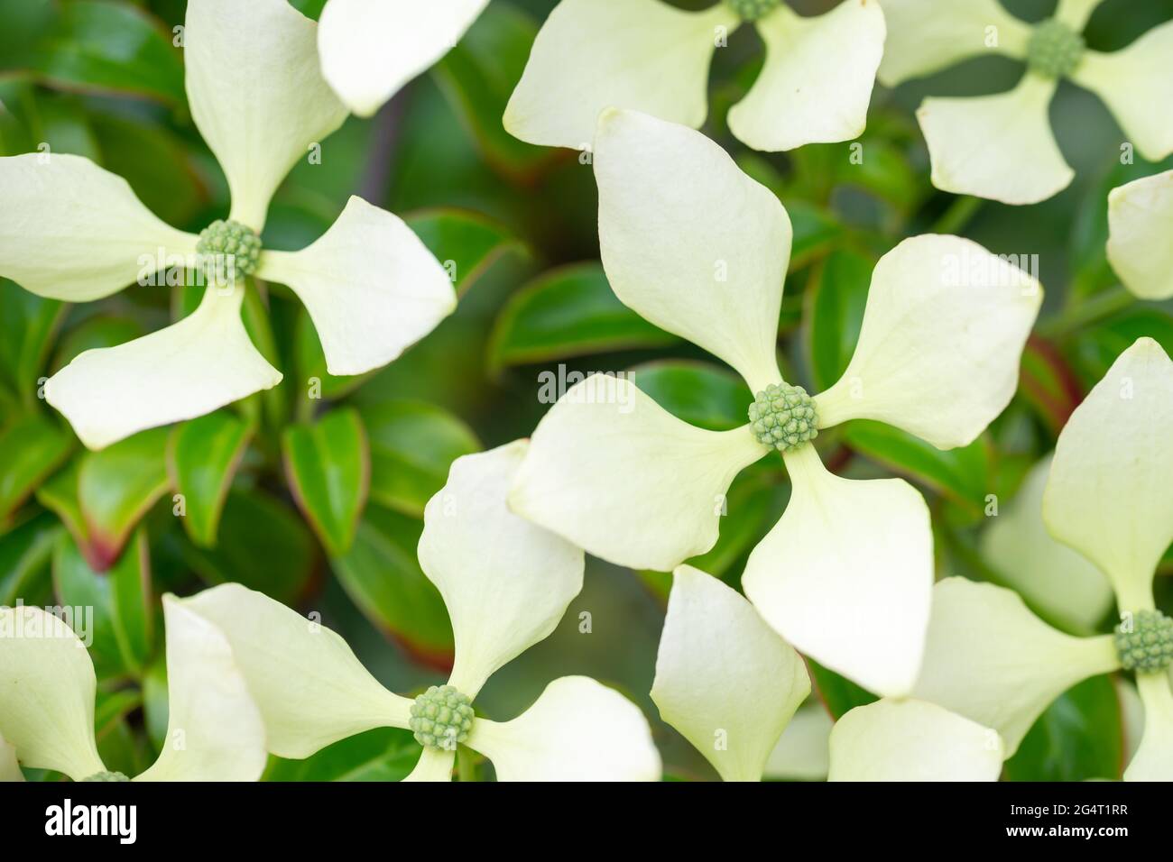 Dogwood tree blossom in summer (cornus hongkongsensis).Flower close up Stock Photo