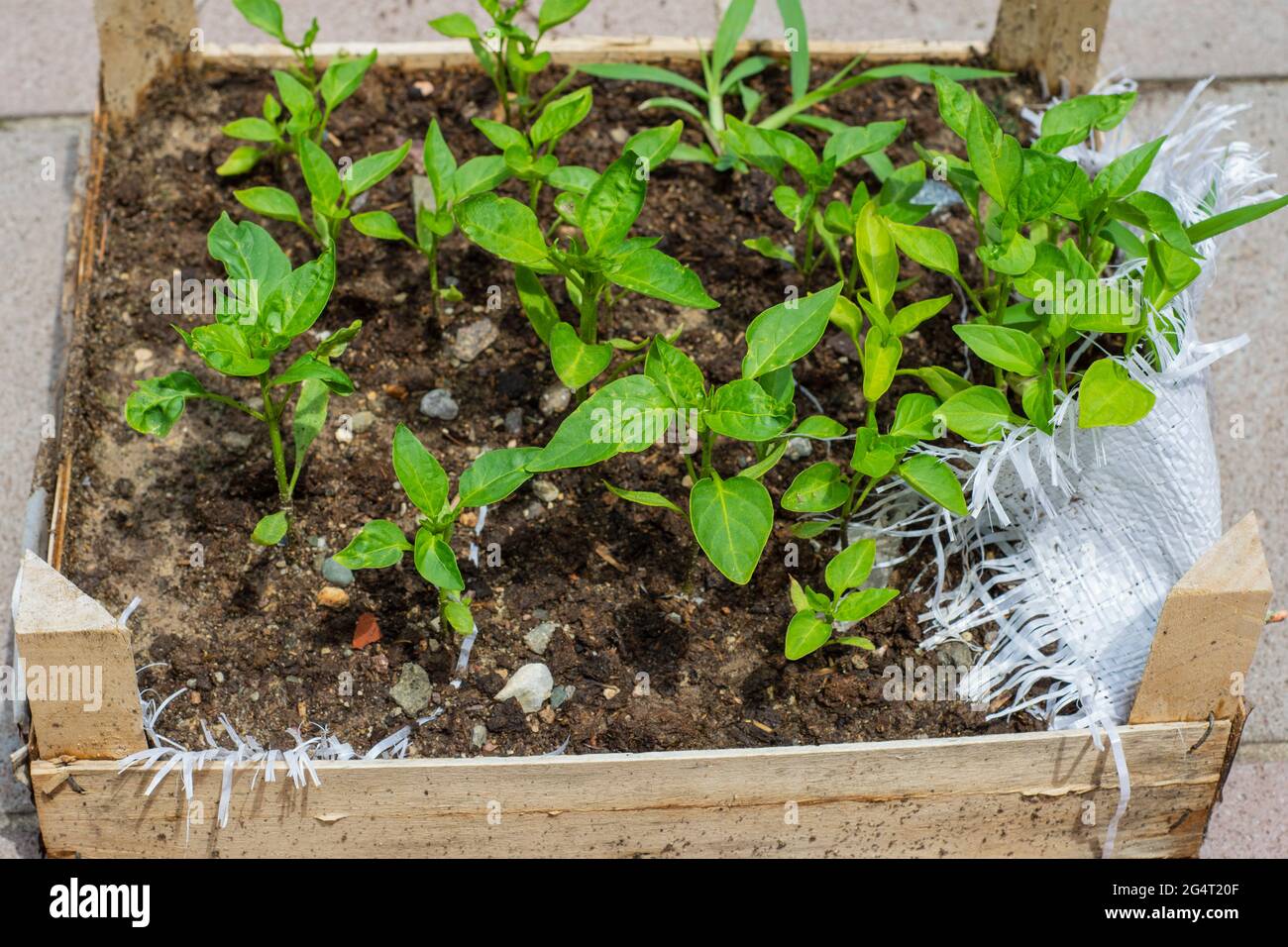 Tomato and pepper seedlings planted in wooden crates Stock Photo Alamy