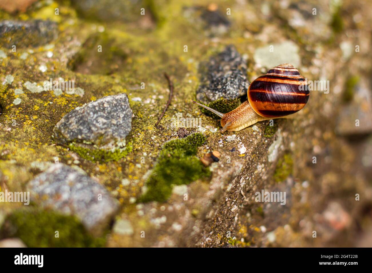 Close up snail on green moss among pebbles. Nature animals concept with copy space outdoor on daylight shot Stock Photo