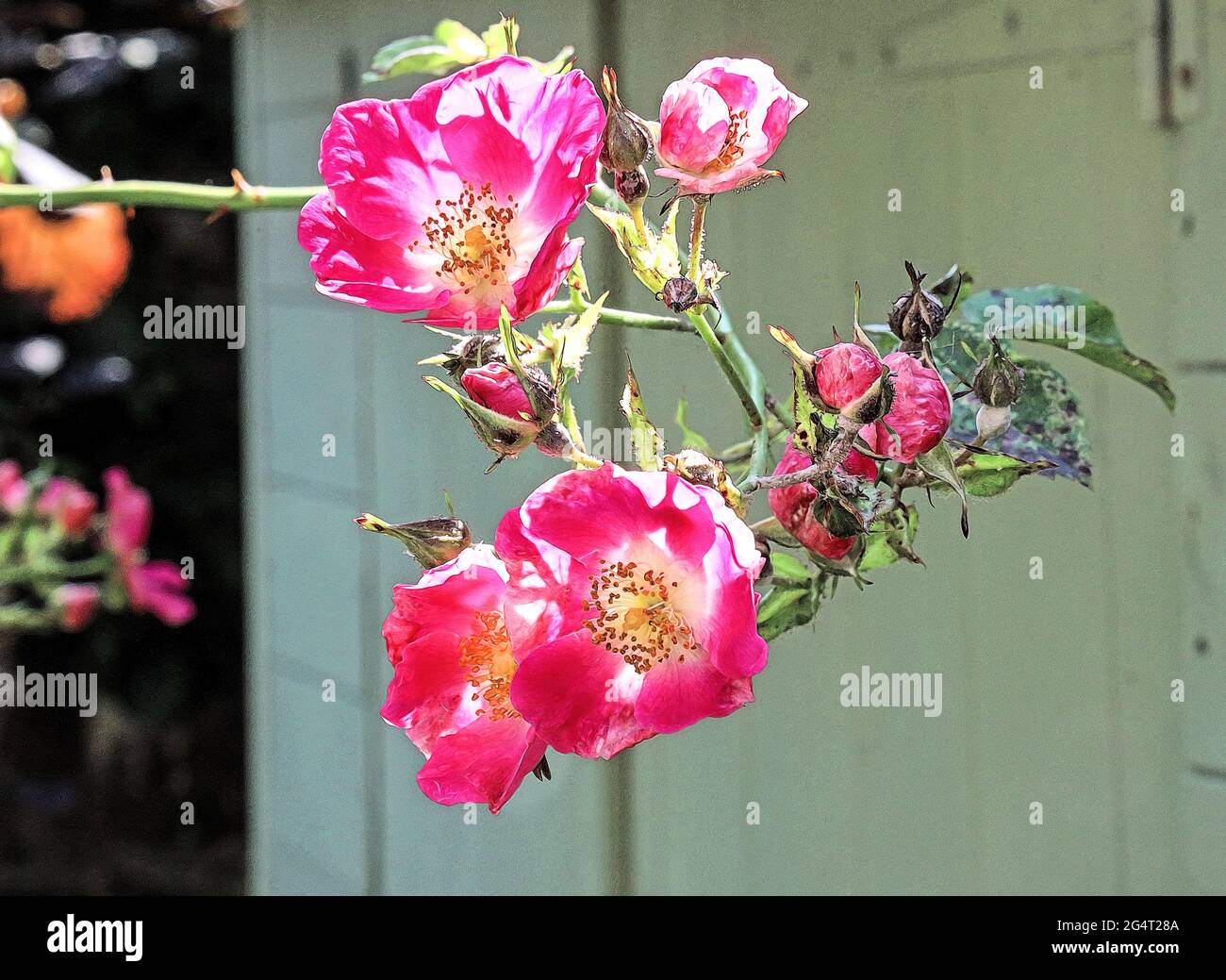 A photo illustration close up of Rambling roses in a small courtyard garden. A sure sign that summer has arrived. Stock Photo