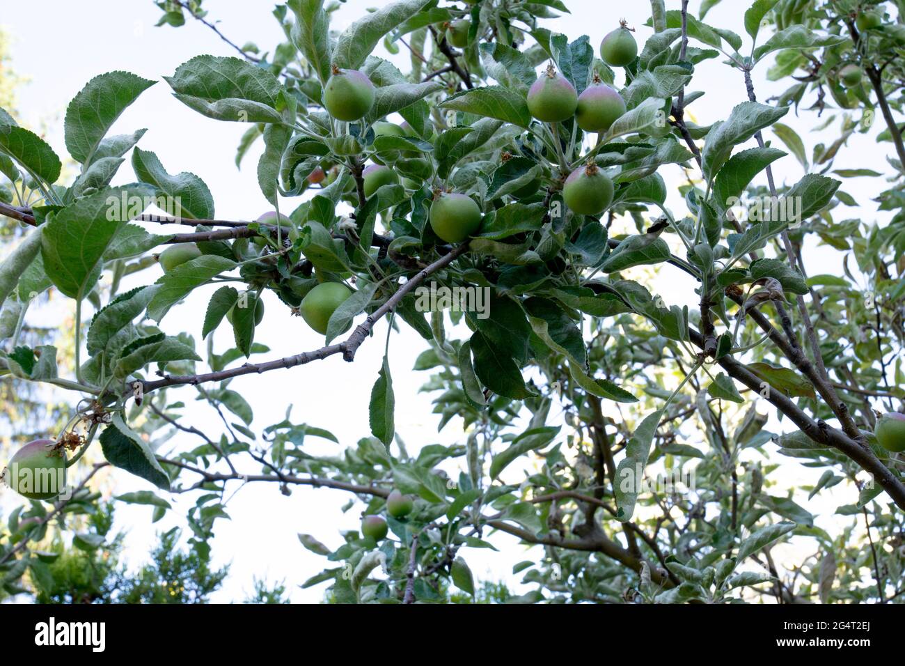 Apple tree branch unripe fruits hi-res stock photography and images - Alamy