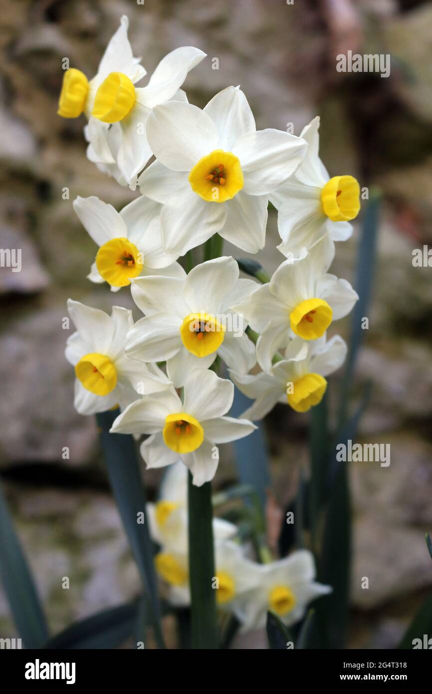 white and yellow small narcissus flowers Stock Photo
