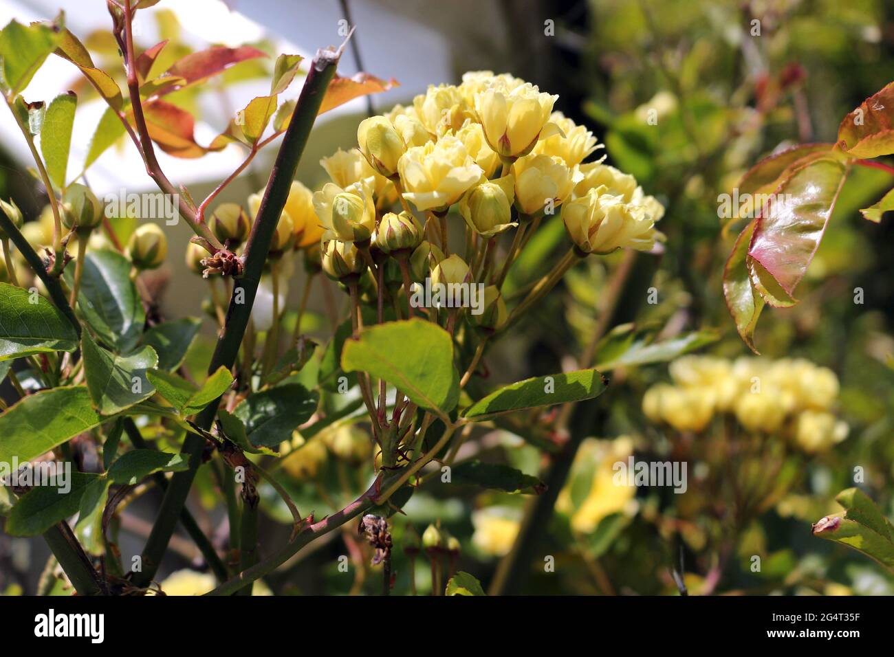 small yellow roses on a rose bush Stock Photo