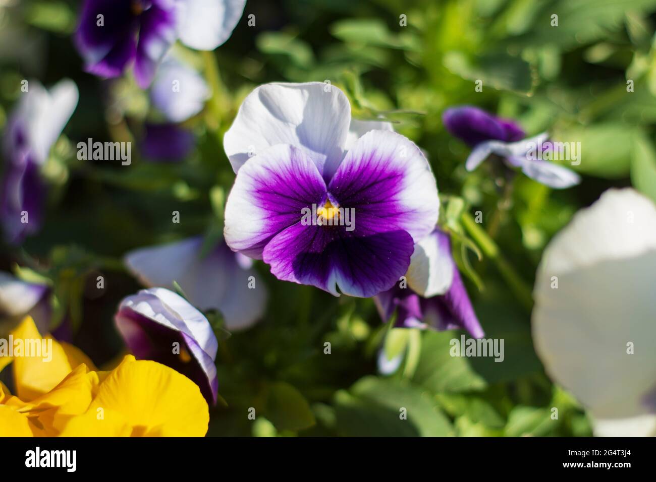 pansies or viola flower, of various colors. In our garden, we grow it