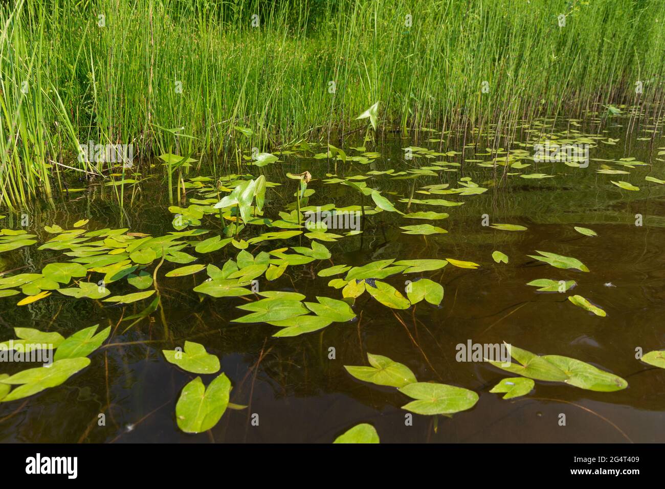 water landscape with water lily leaves pond lake Stock Photo - Alamy