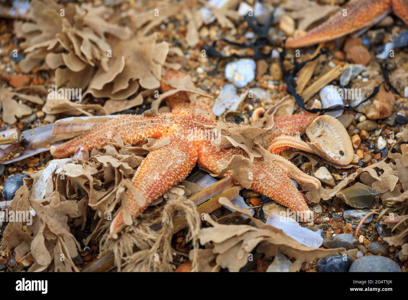 Common british seaweed hi-res stock photography and images - Alamy