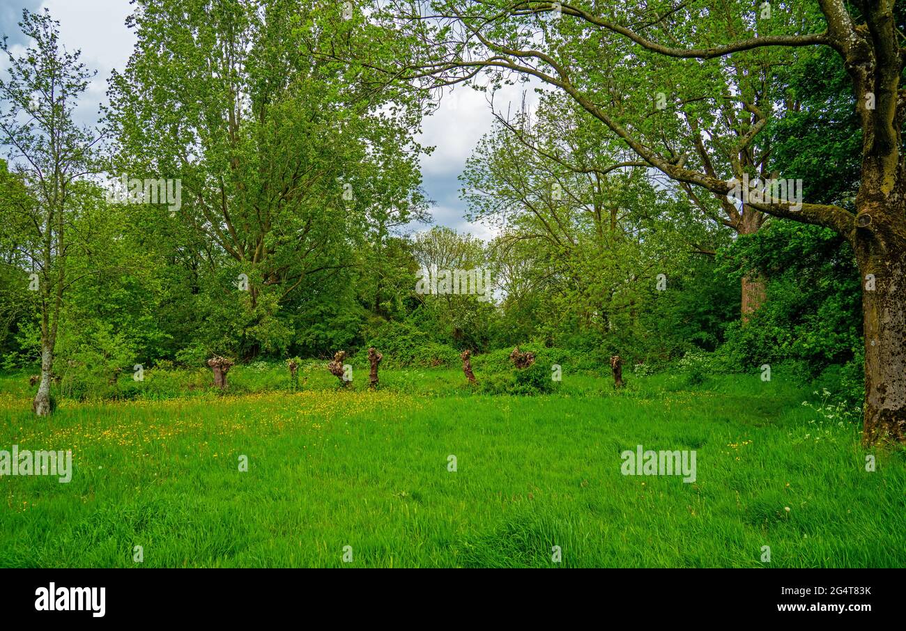 Pollarded ash tree hires stock photography and images Alamy