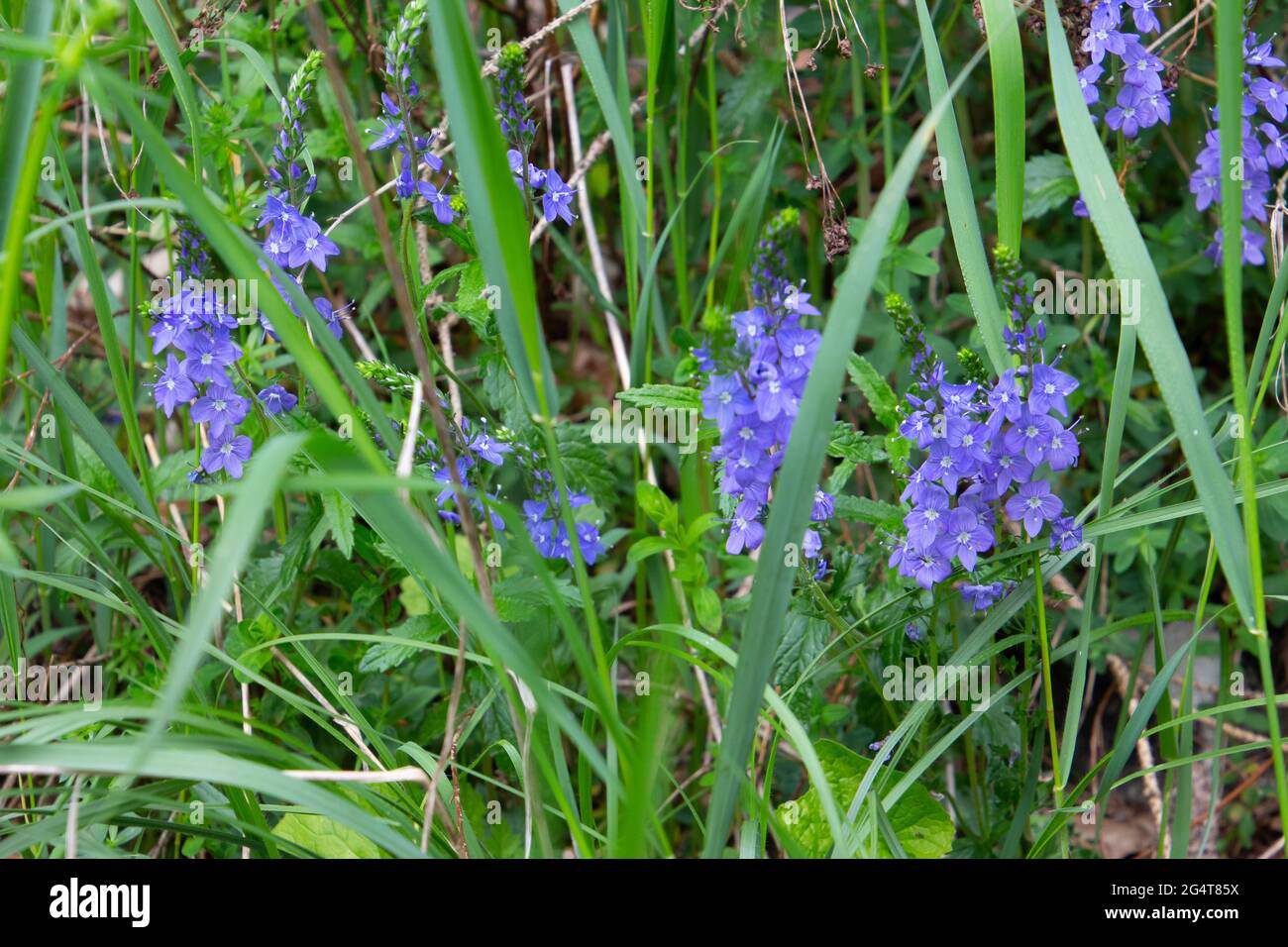 Blue large speedwell blooming in the grass, also called Veronica teucrium or grosser ehrenpreis Stock Photo