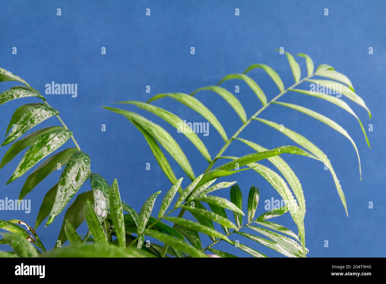 home potted palm tree branches against blue background, space for text Stock Photo