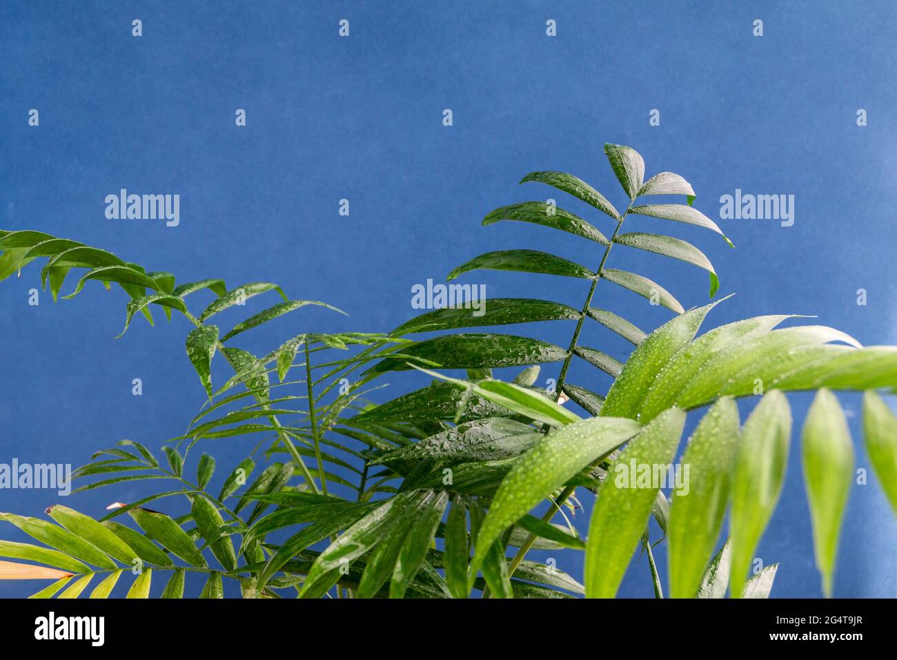 home potted palm tree branches against blue background, space for text Stock Photo