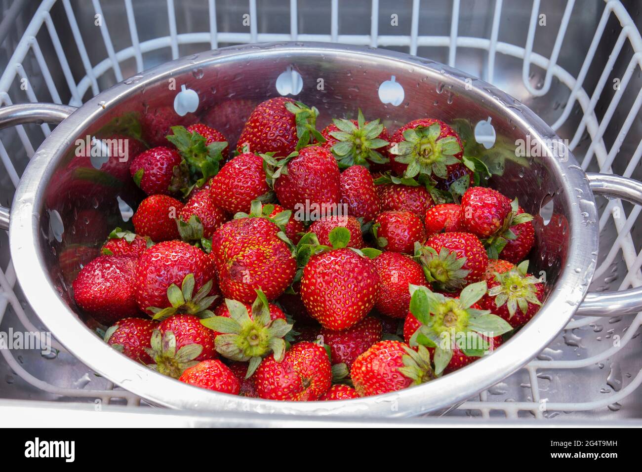freshly picked strawberries from the garden Stock Photo - Alamy