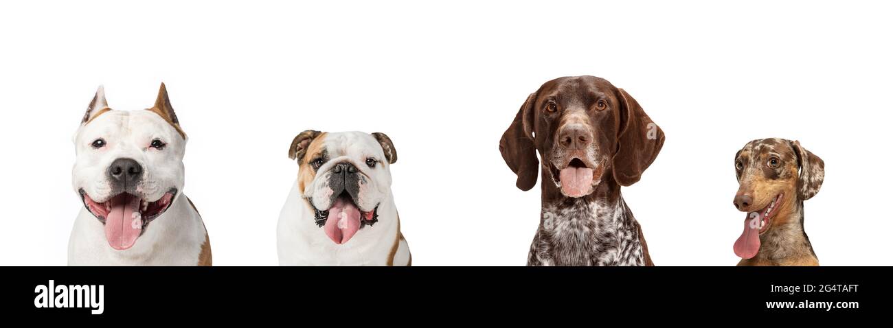 Group of different purebred dogs sitting isolated over white studio ...