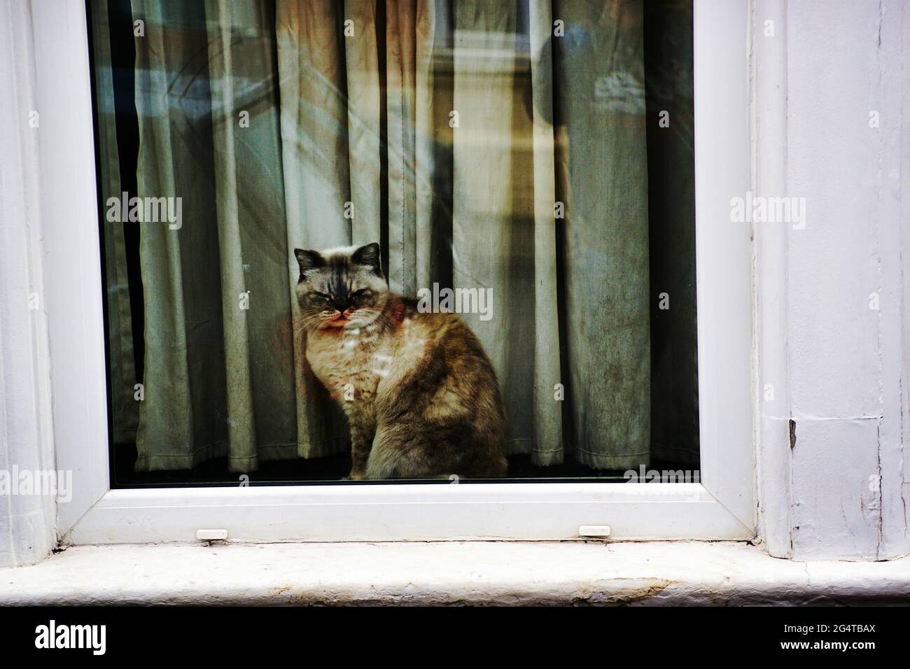 Cute tabby cat sitting on a white window Stock Photo - Alamy