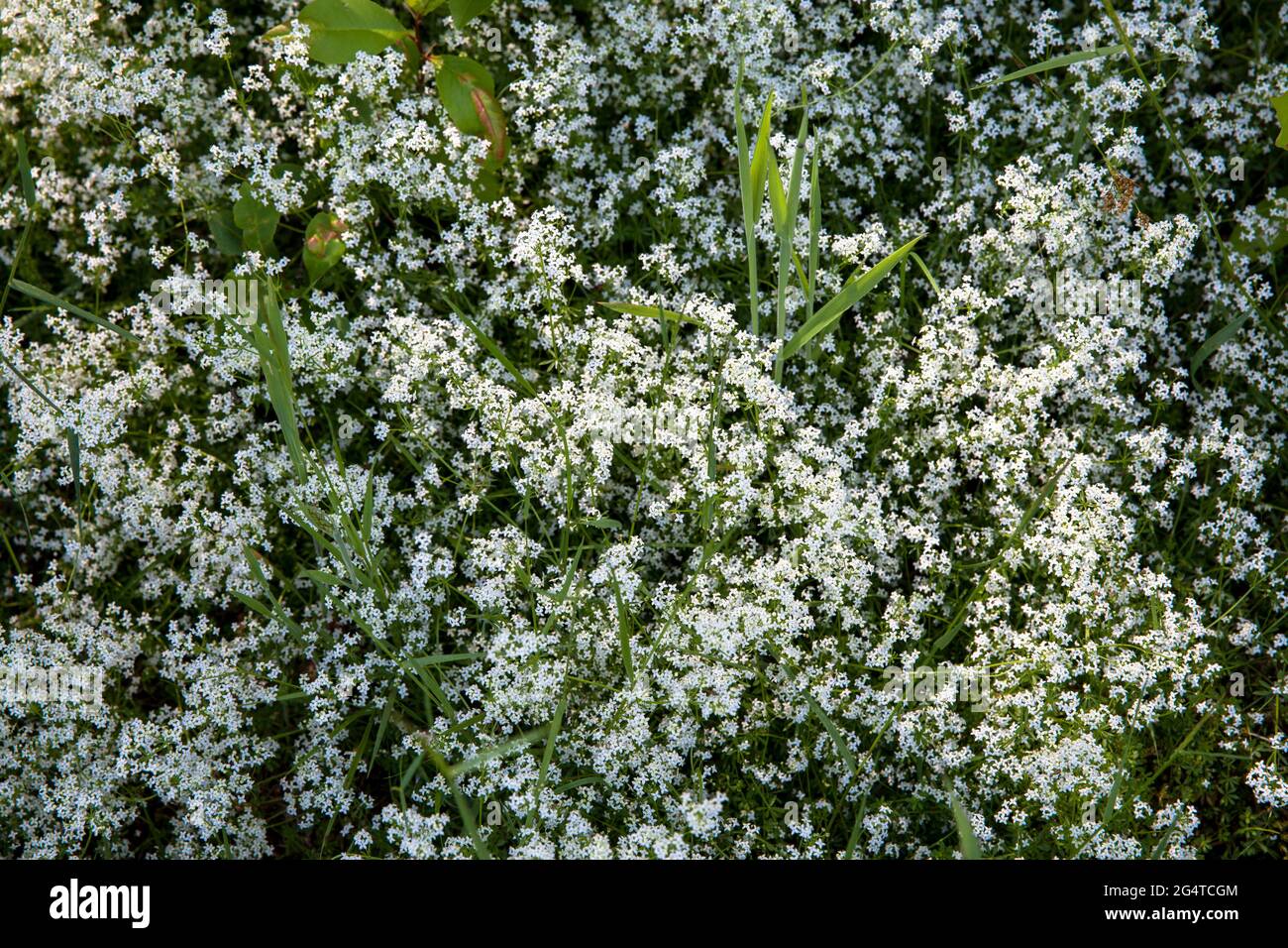 flowering bedstraw in the Pionierbecken 2 in the Koenigsforest near Cologne, North Rhine-Westphalia, Germany. The Pionierbecken (pioneer ponds) are fo Stock Photo