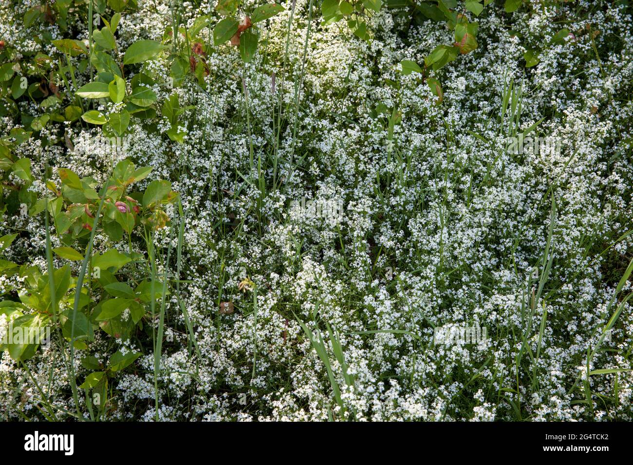 flowering bedstraw in the Pionierbecken 2 in the Koenigsforest near Cologne, North Rhine-Westphalia, Germany. The Pionierbecken (pioneer ponds) are fo Stock Photo