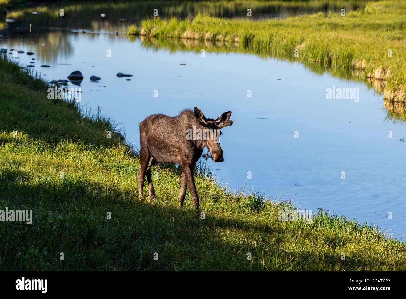 Young bull moose strolling along a creek at Schwabacher Landing, Grand