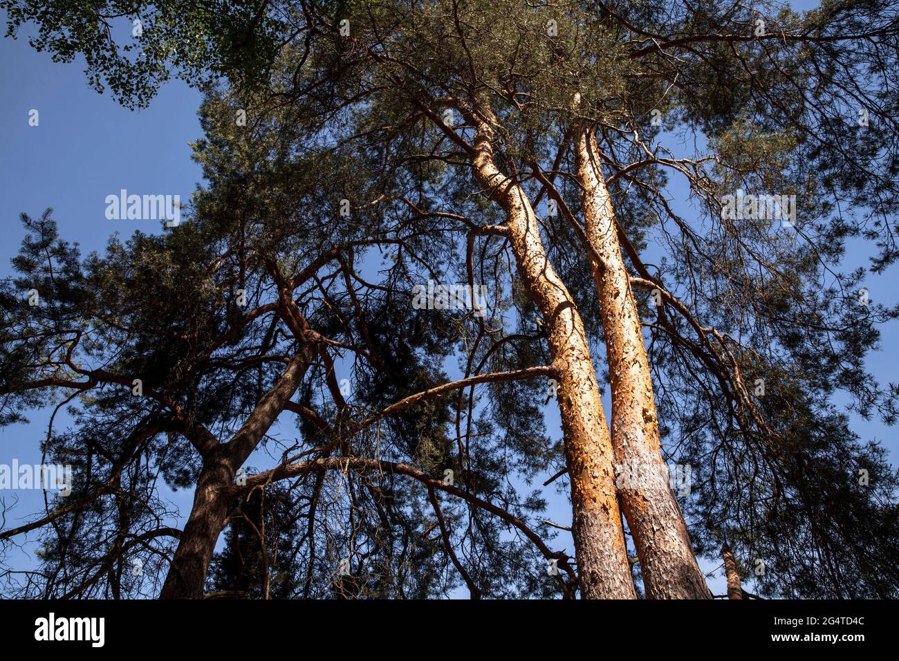 pine trees iin the Wahner Heath near Telegraphen hill, Troisdorf, North Rhine-Westphalia, Germany.  Kiefern in der Wahner Heide nahe Telegraphenberg, Stock Photo