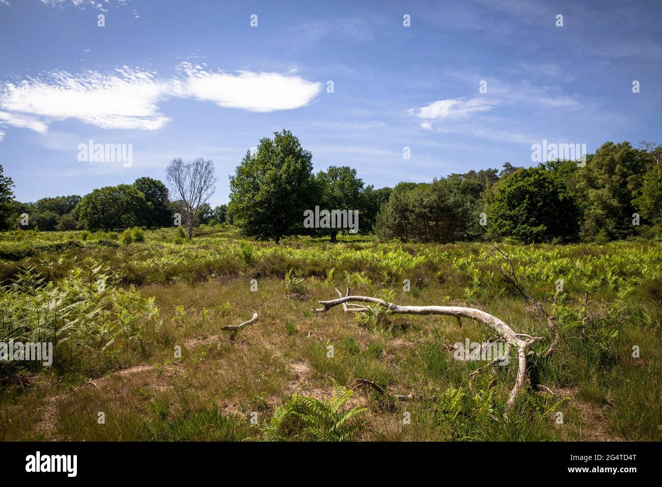 fallen and dead tree in the Wahner Heath near Telegraphen hill, Troisdorf, North Rhine-Westphalia, Germany.  umgestuerzter und abgestorbener Baum in d Stock Photo