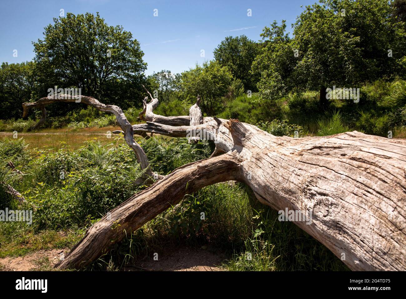 fallen and dead tree in the Wahner Heath near Telegraphen hill, Troisdorf, North Rhine-Westphalia, Germany.  umgestuerzter und abgestorbener Baum in d Stock Photo